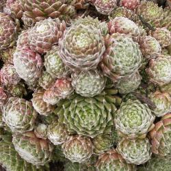 Sempervivum - Dachwurz - Hauswurz